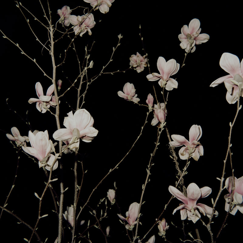Nachtigall Nightingale - Lena Grass - Phases Magazine