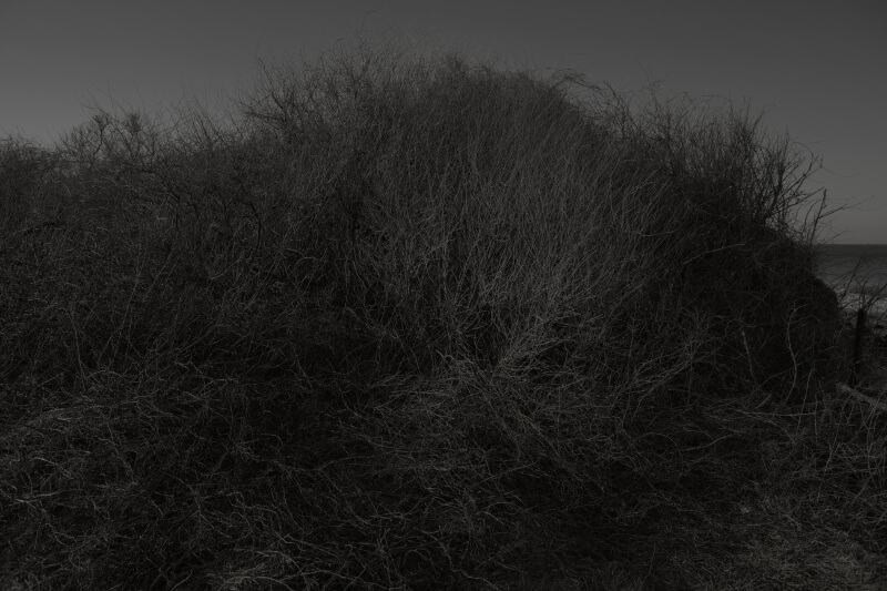 Woods The Walls and Wells - Goseong Choi - Phases Magazine