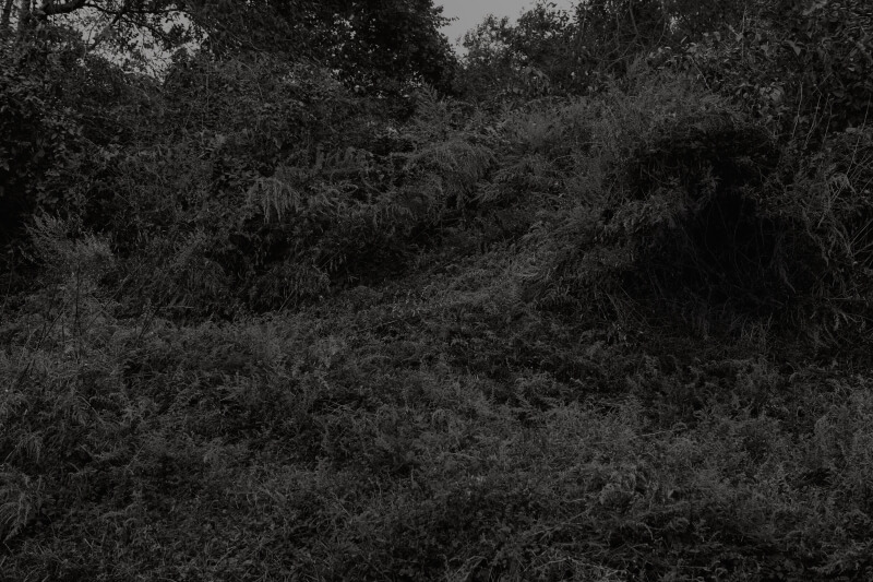 Woods The Walls and Wells - Goseong Choi - Phases Magazine