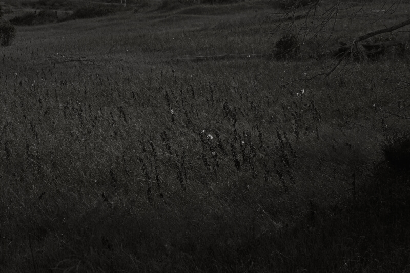 Woods The Walls and Wells - Goseong Choi - Phases Magazine