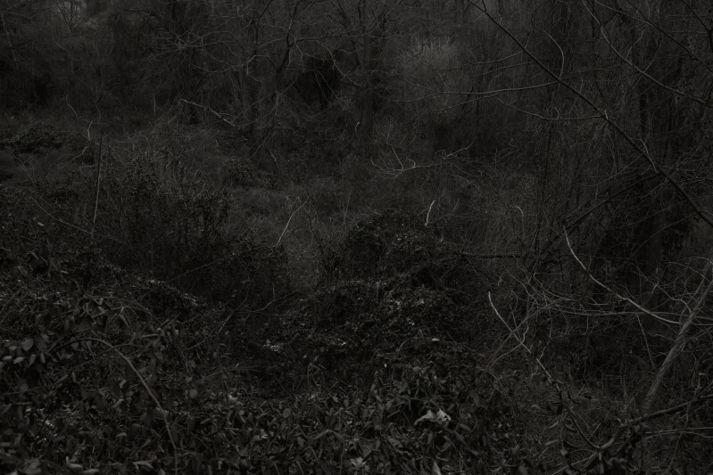 Woods The Walls and Wells - Goseong Choi - Phases Magazine