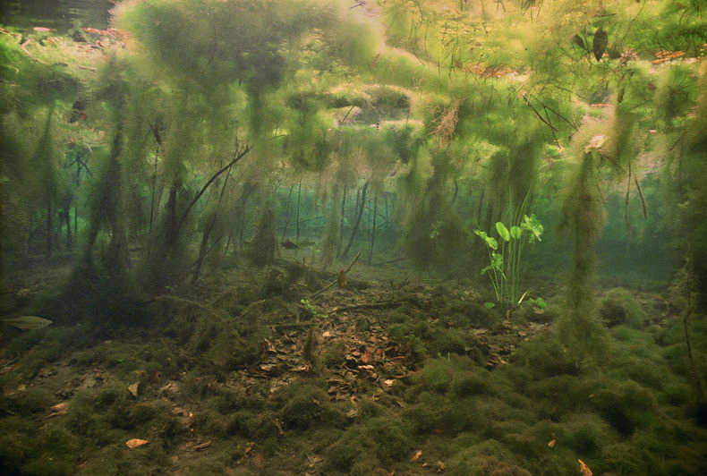 Springs and Swamps - Karen Glaser - Phases Magazine