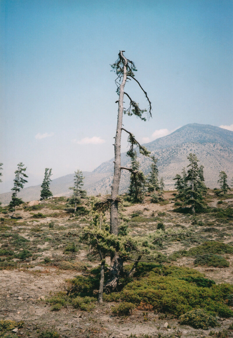 Some Windy Trees - Vincent Delbrouck - Phases Magazine
