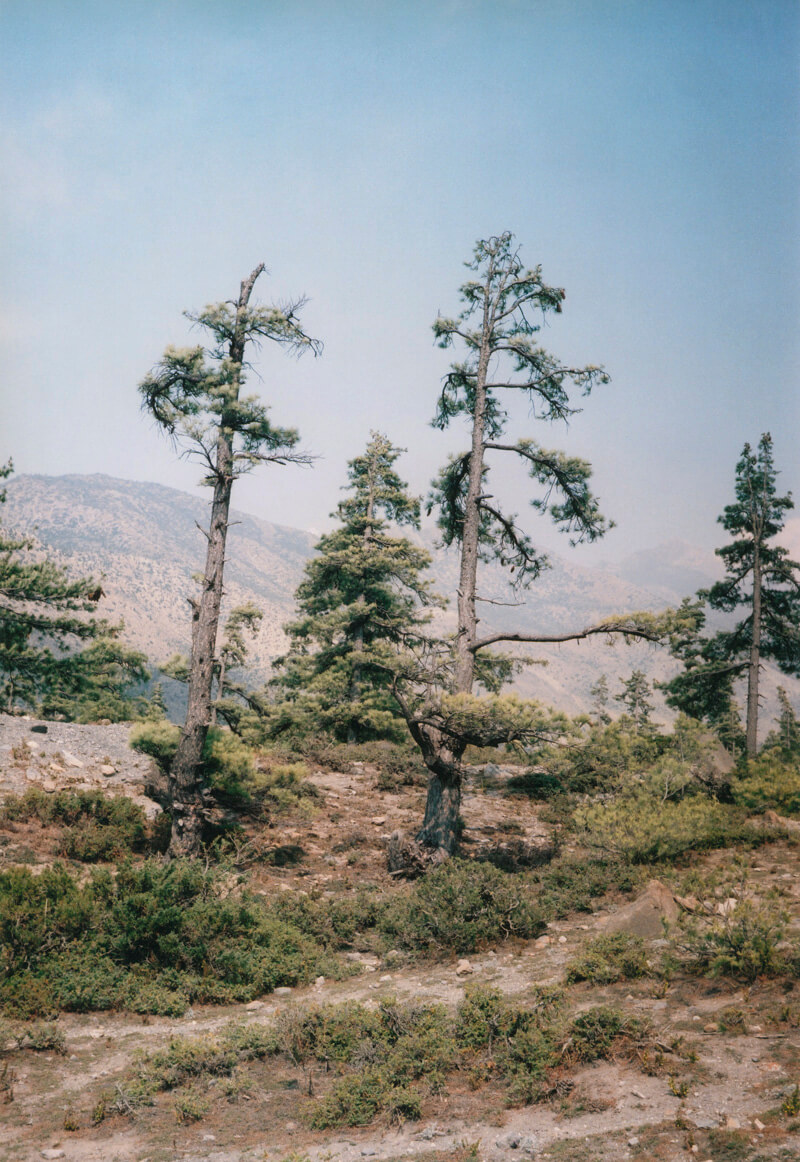Some Windy Trees - Vincent Delbrouck - Phases Magazine