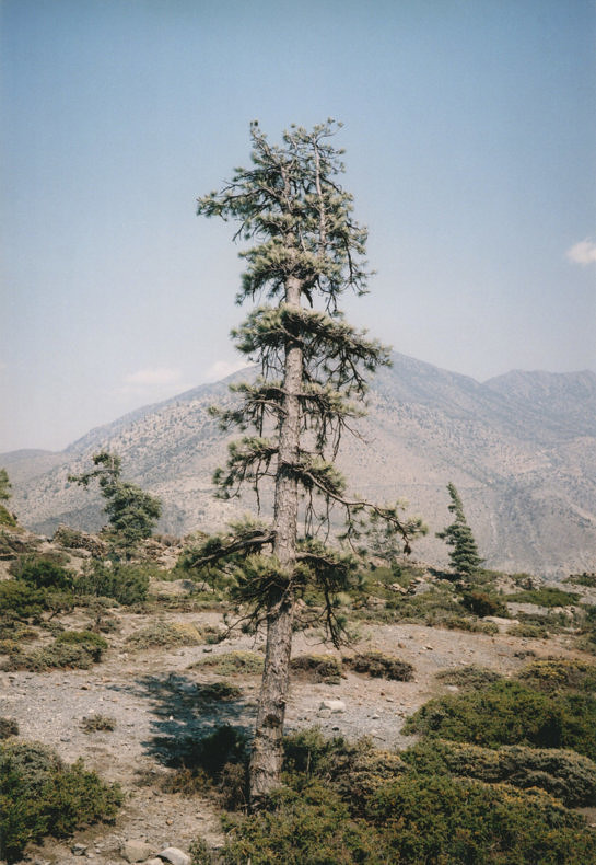 Some Windy Trees - Vincent Delbrouck - Phases Magazine