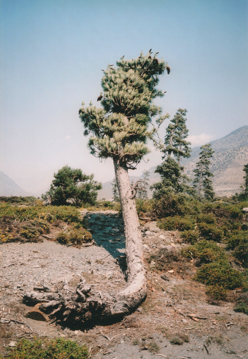Some Windy Trees - Vincent Delbrouck - Phases Magazine