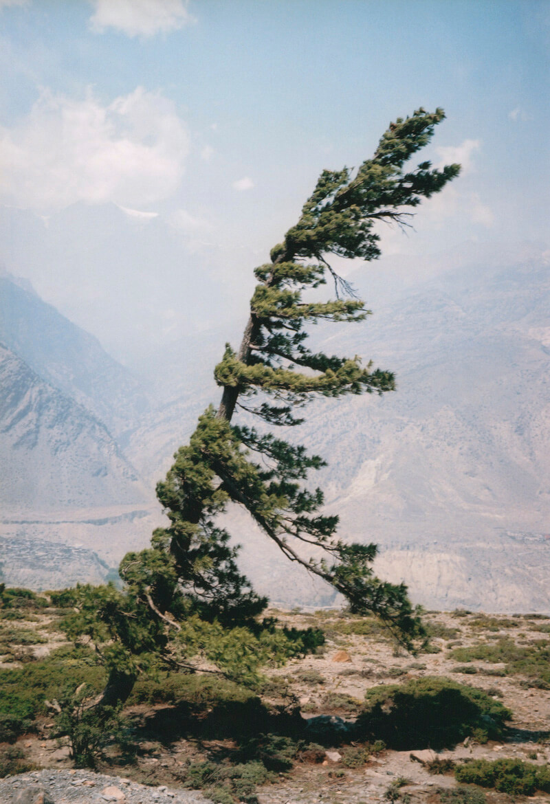 Some Windy Trees - Vincent Delbrouck - Phases Magazine