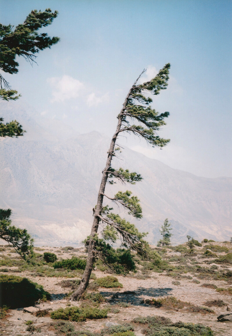 Some Windy Trees - Vincent Delbrouck - Phases Magazine