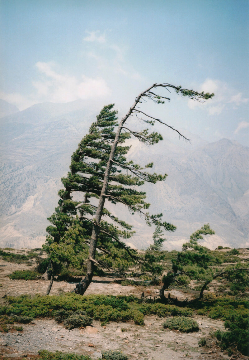 Some Windy Trees - Vincent Delbrouck - Phases Magazine