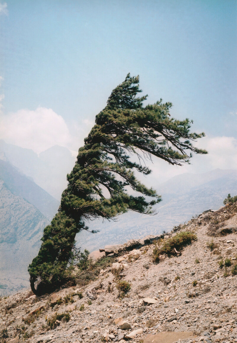Some Windy Trees - Vincent Delbrouck - Phases Magazine