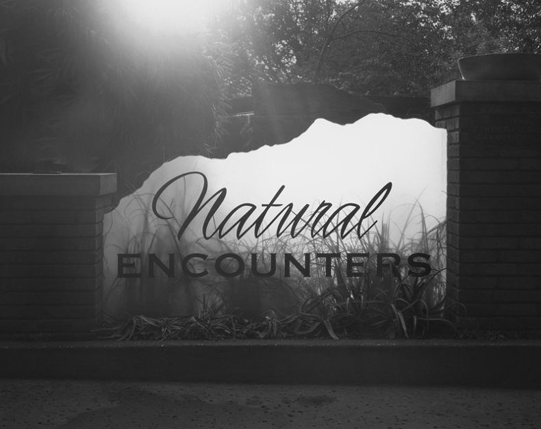 Natural Encounters - Max J. Marshall - Phases Magazine