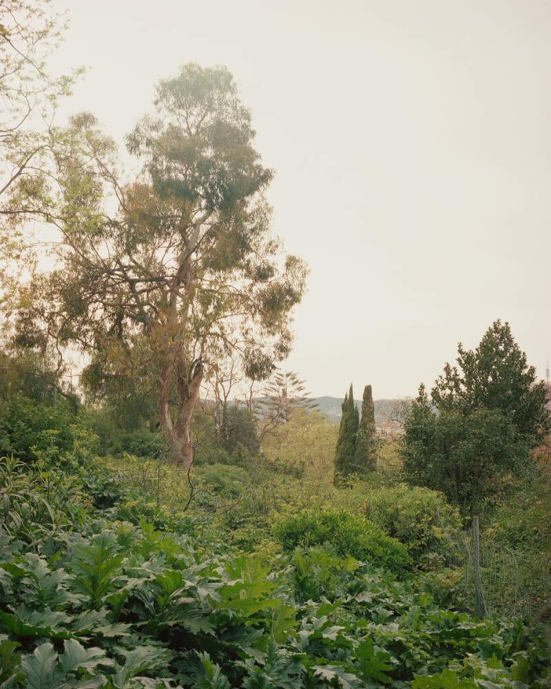The Green Curtain - Salva López - Phases Magazine