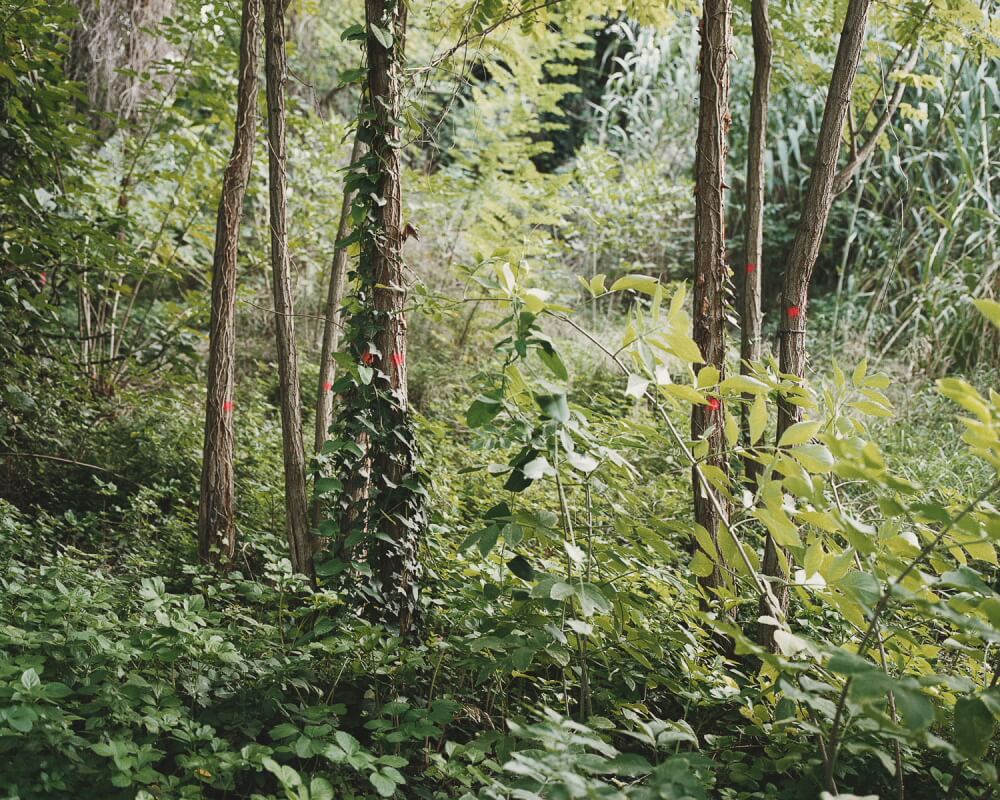 The Green Curtain - Salva López - Phases Magazine