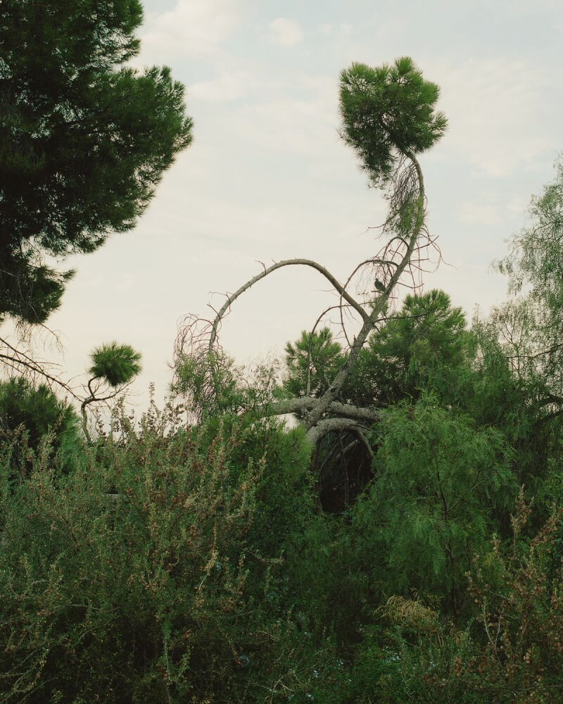 The Green Curtain - Salva López - Phases Magazine