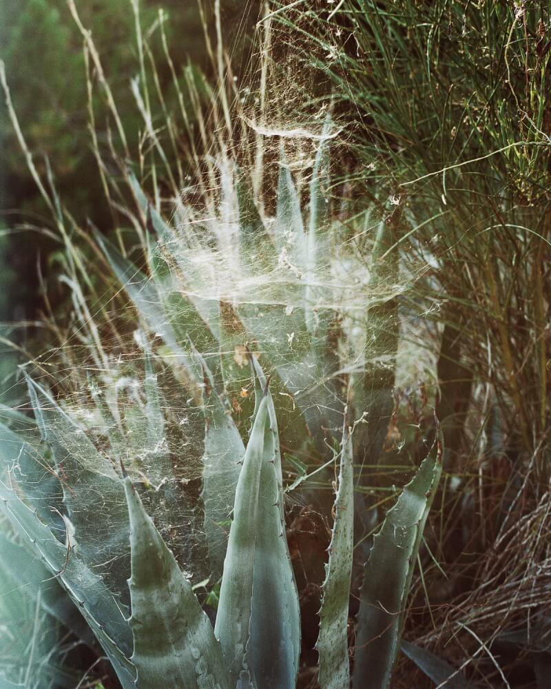 The Green Curtain - Salva López - Phases Magazine