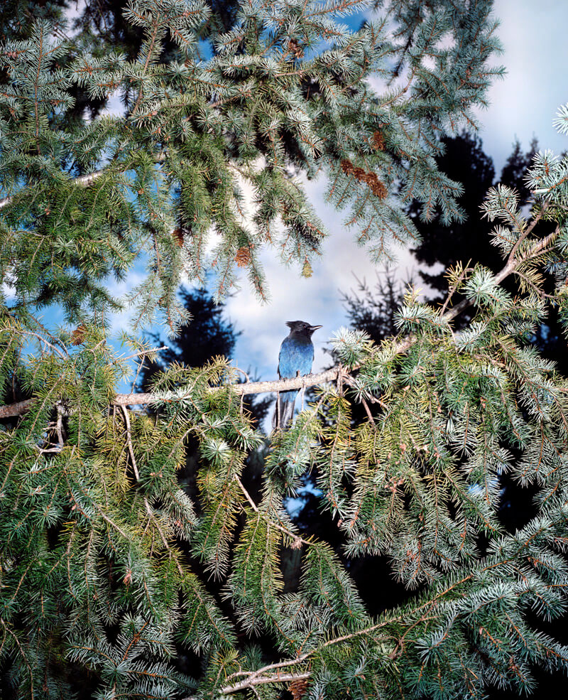 Vancouver Island - Hudson Hayden - Phases Magazine