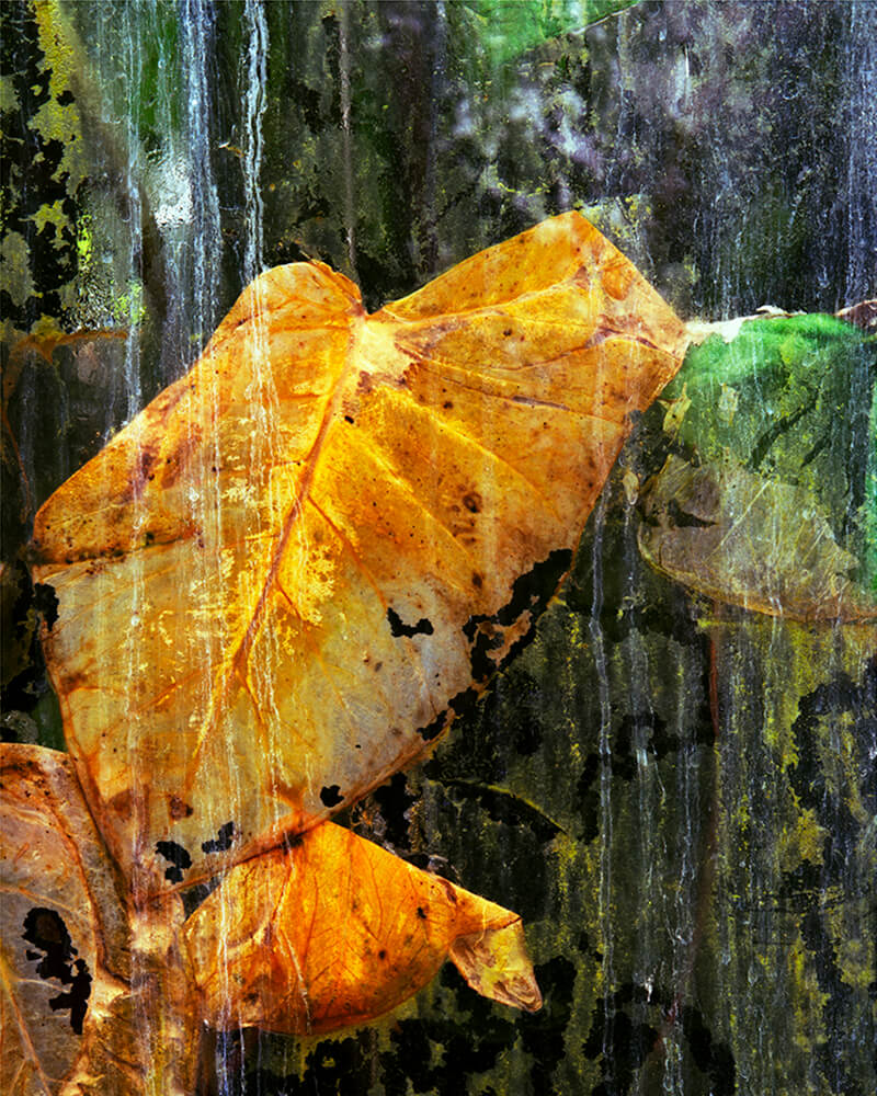 Winterless Skies - Alice Myers - Phases Magazine