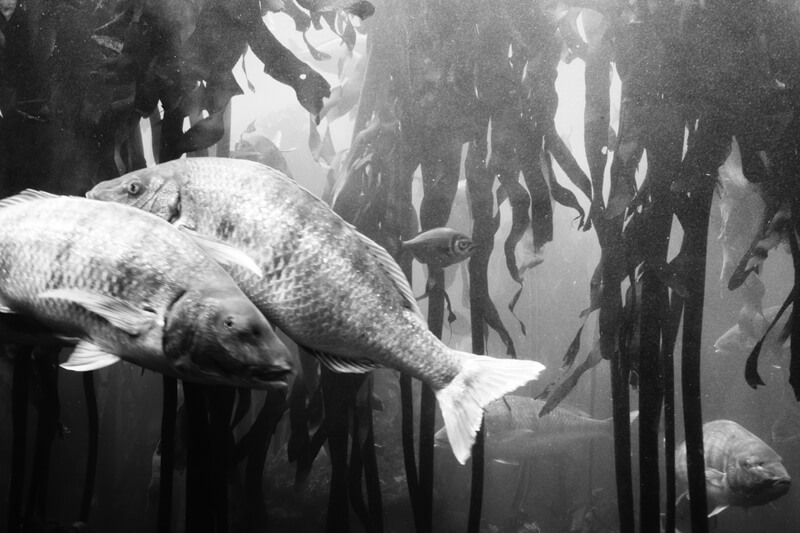 Anthropoides paradiseus - Isabelle Evertse - Phases Magazine