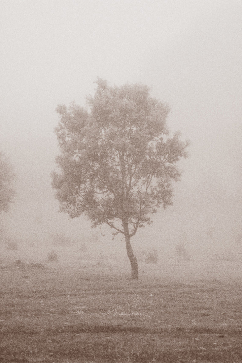 12 Coffee Trees - Gonzalo Bénard - Phases Magazine