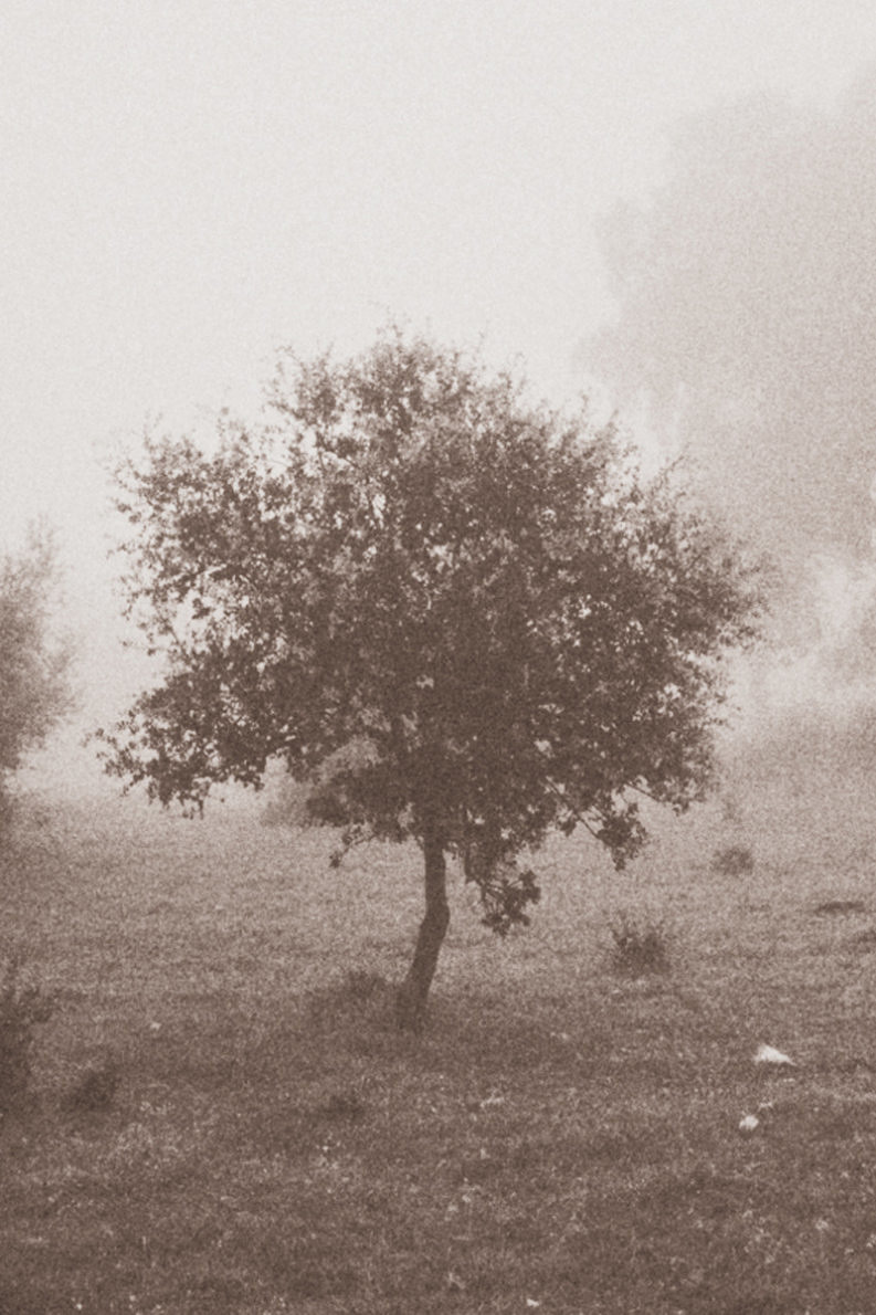 12 Coffee Trees - Gonzalo Bénard - Phases Magazine