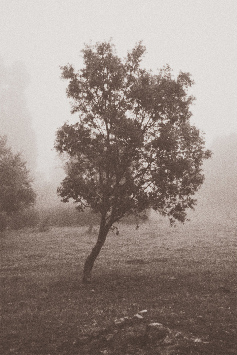 12 Coffee Trees - Gonzalo Bénard - Phases Magazine