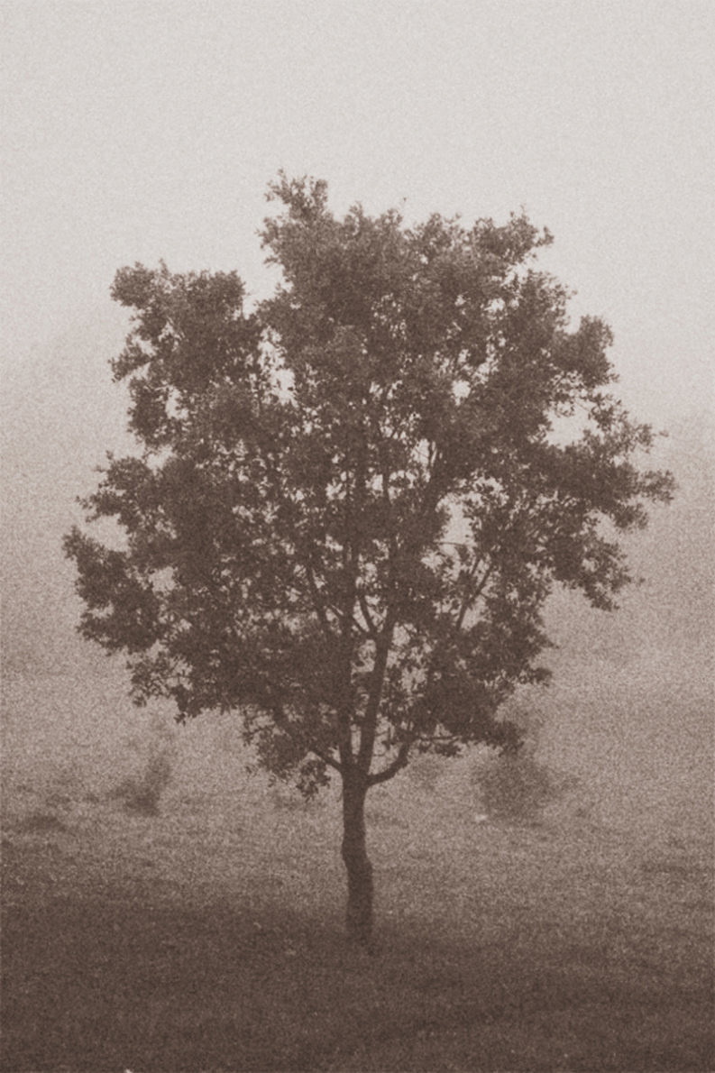 12 Coffee Trees - Gonzalo Bénard - Phases Magazine