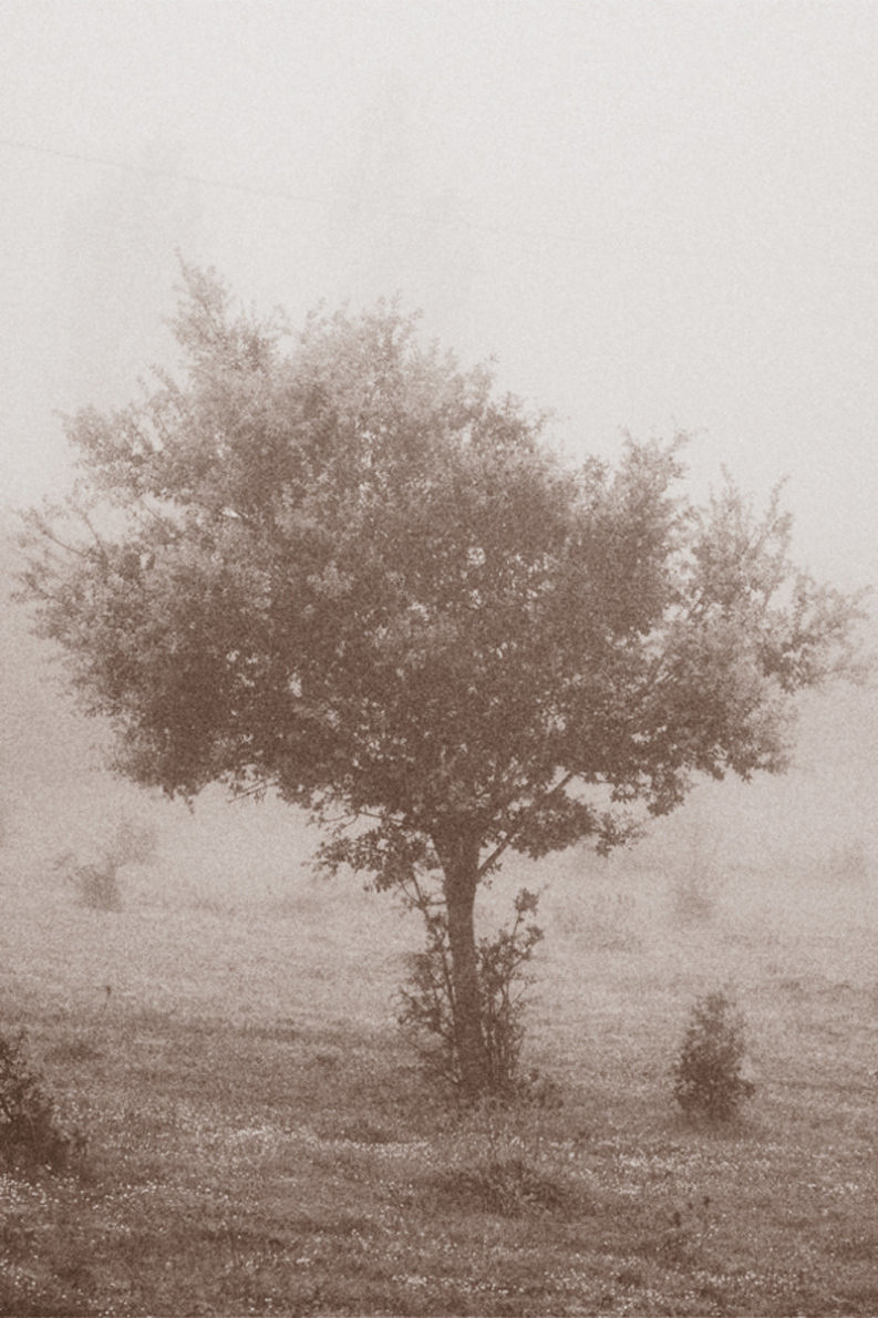 12 Coffee Trees - Gonzalo Bénard - Phases Magazine