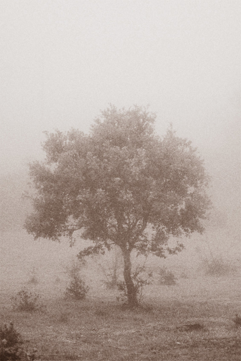 12 Coffee Trees - Gonzalo Bénard - Phases Magazine