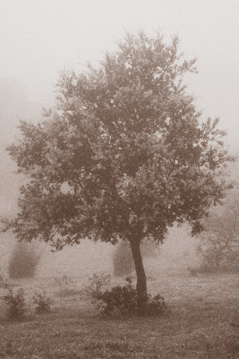 12 Coffee Trees - Gonzalo Bénard - Phases Magazine