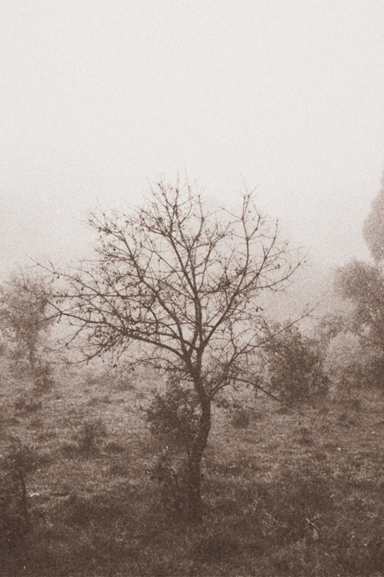 12 Coffee Trees - Gonzalo Bénard - Phases Magazine