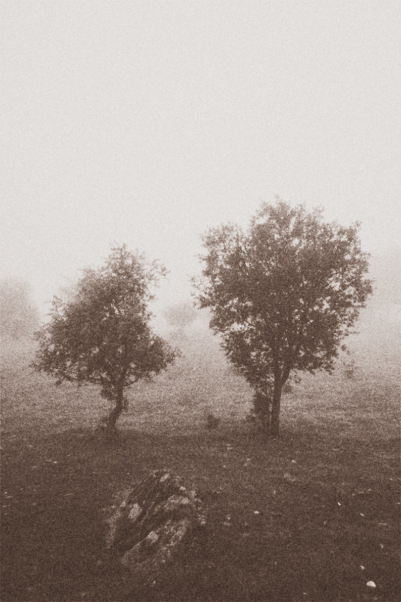 12 Coffee Trees - Gonzalo Bénard - Phases Magazine