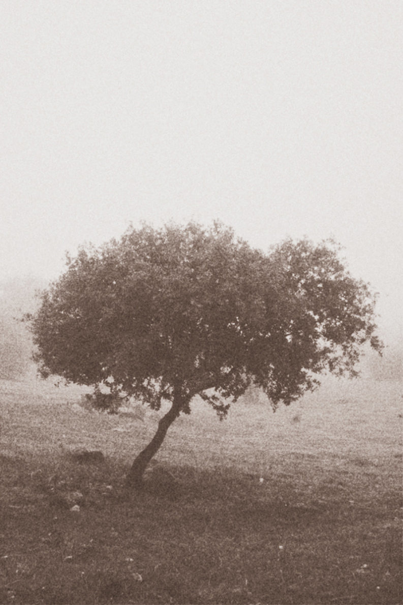 12 Coffee Trees - Gonzalo Bénard - Phases Magazine