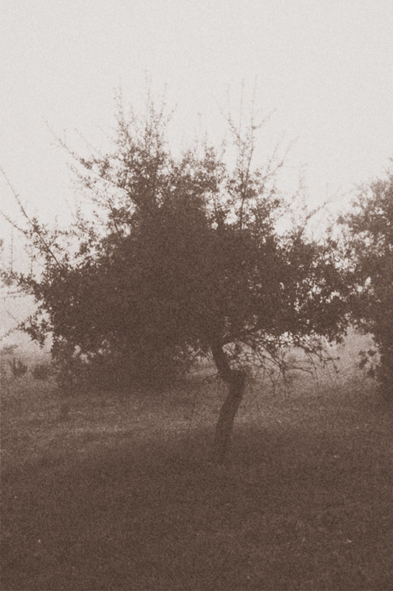 12 Coffee Trees - Gonzalo Bénard - Phases Magazine
