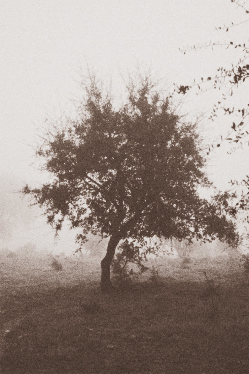 12 Coffee Trees - Gonzalo Bénard - Phases Magazine