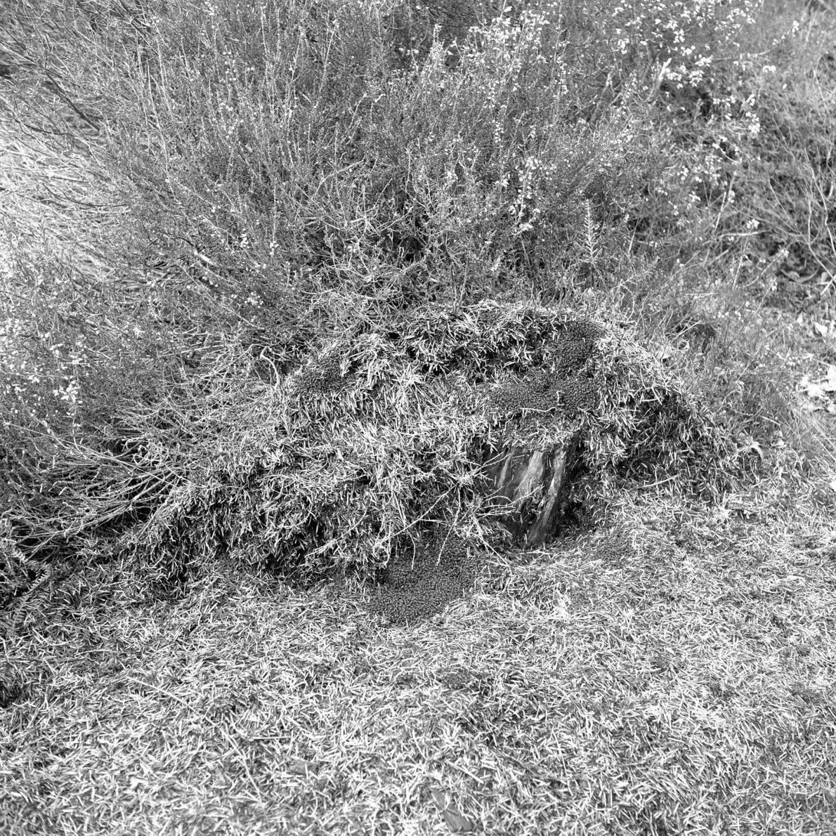 In the Company of an Invisible Man - Harry Rose - Phases Magazine