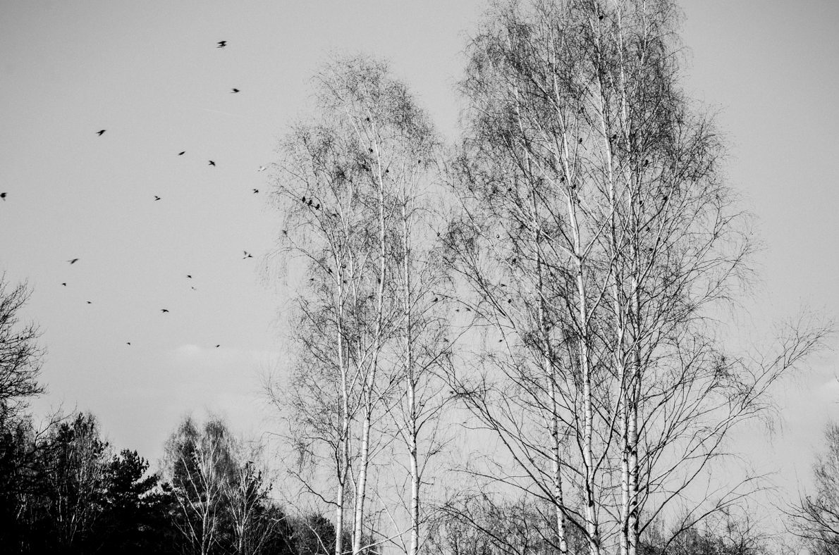 KL Birkenau - Marcin Lachowicz - Phases Magazine