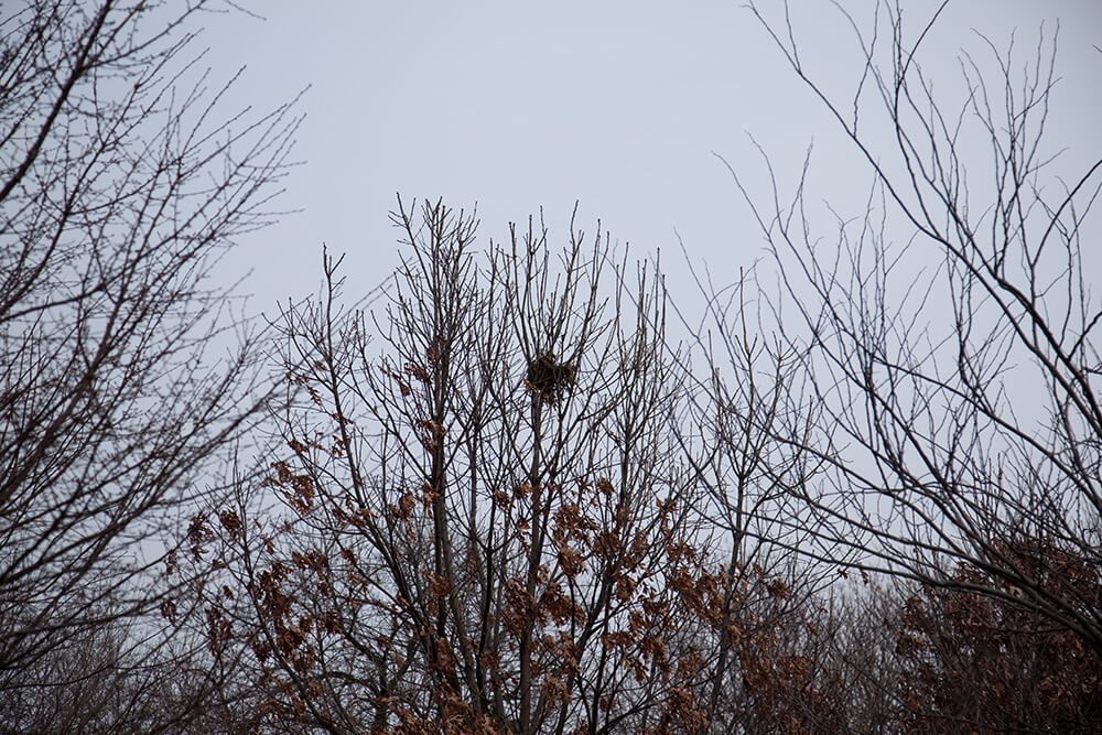 Nests - Jesse Meredith - Phases Magazine
