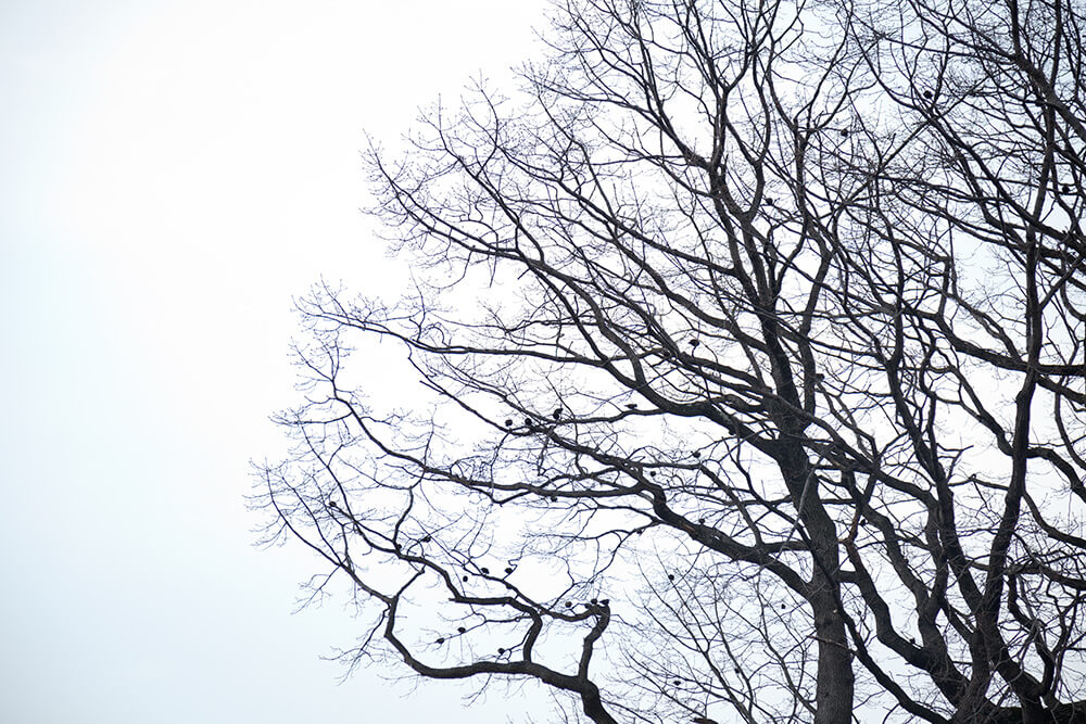 Nests - Jesse Meredith - Phases Magazine