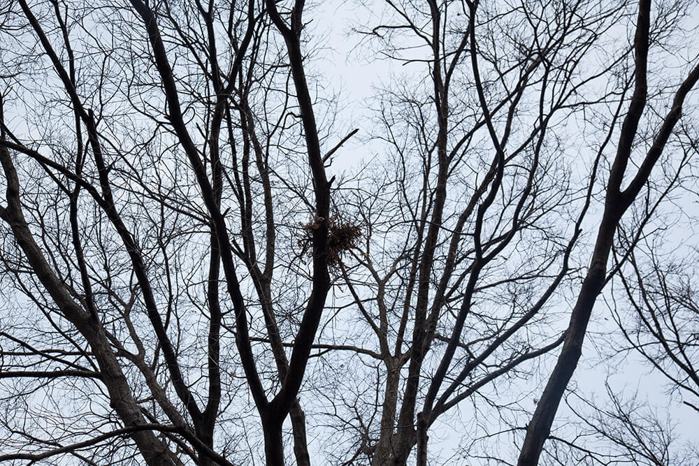 Nests - Jesse Meredith - Phases Magazine