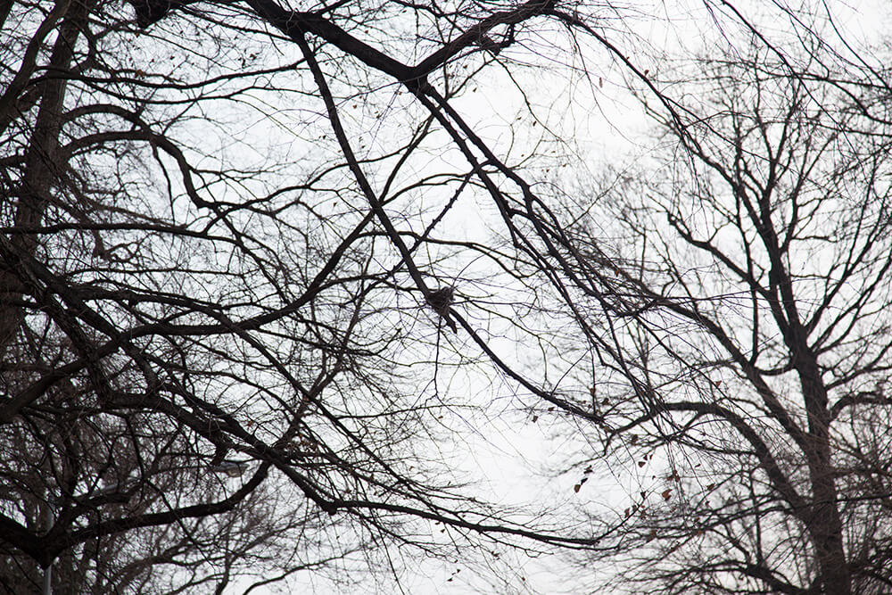 Nests - Jesse Meredith - Phases Magazine