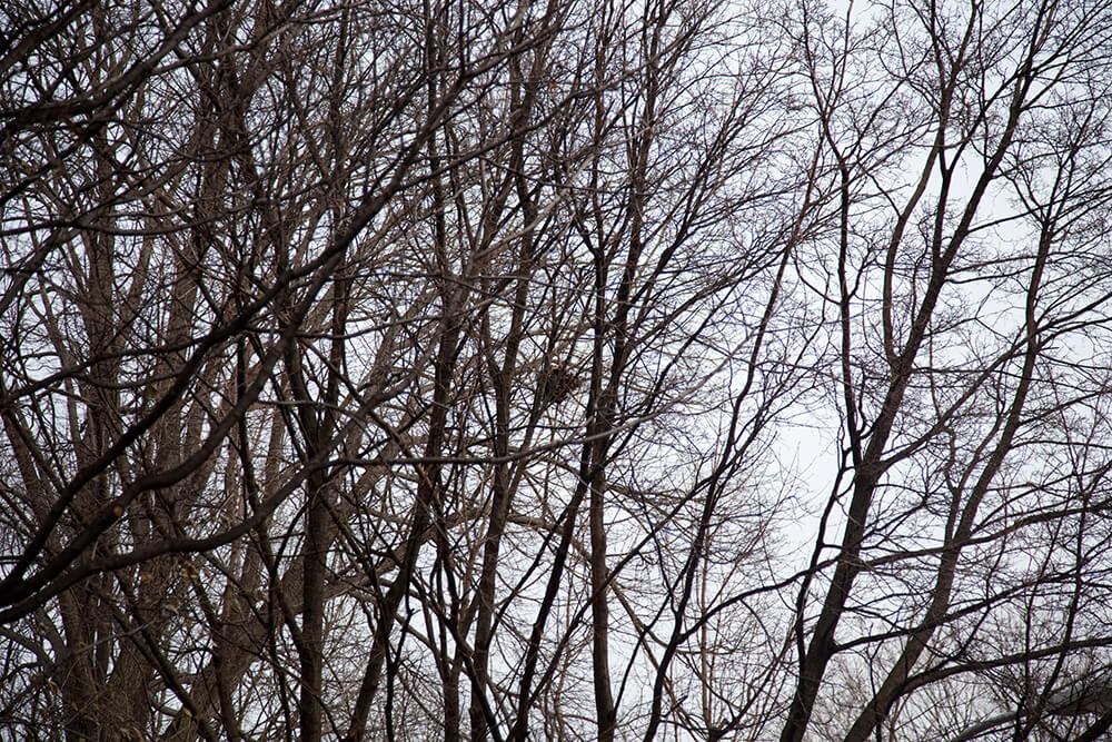 Nests - Jesse Meredith - Phases Magazine