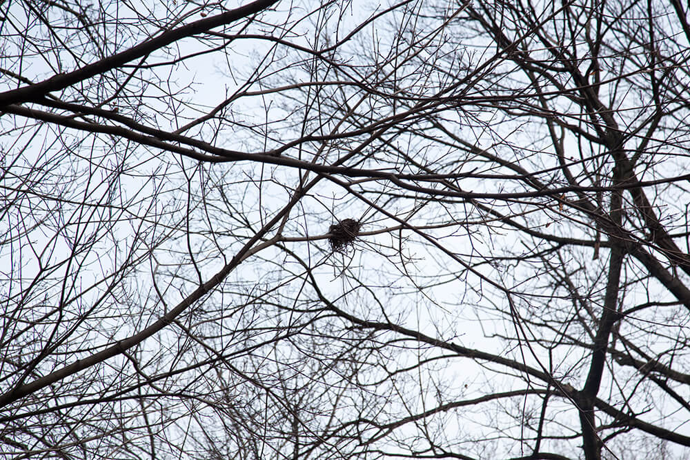 Nests - Jesse Meredith - Phases Magazine