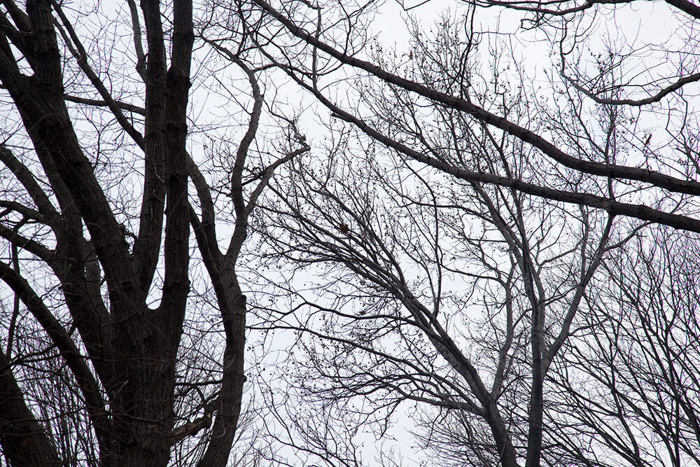 Nests - Jesse Meredith - Phases Magazine
