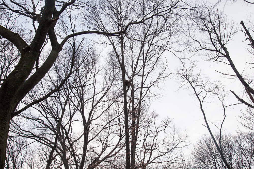 Nests - Jesse Meredith - Phases Magazine