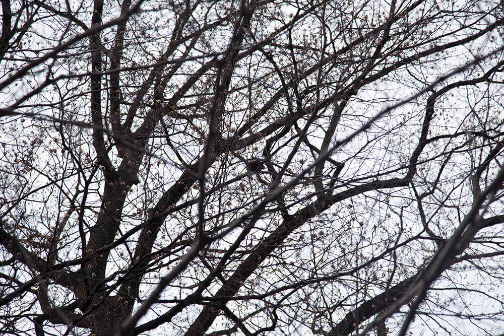 Nests - Jesse Meredith - Phases Magazine