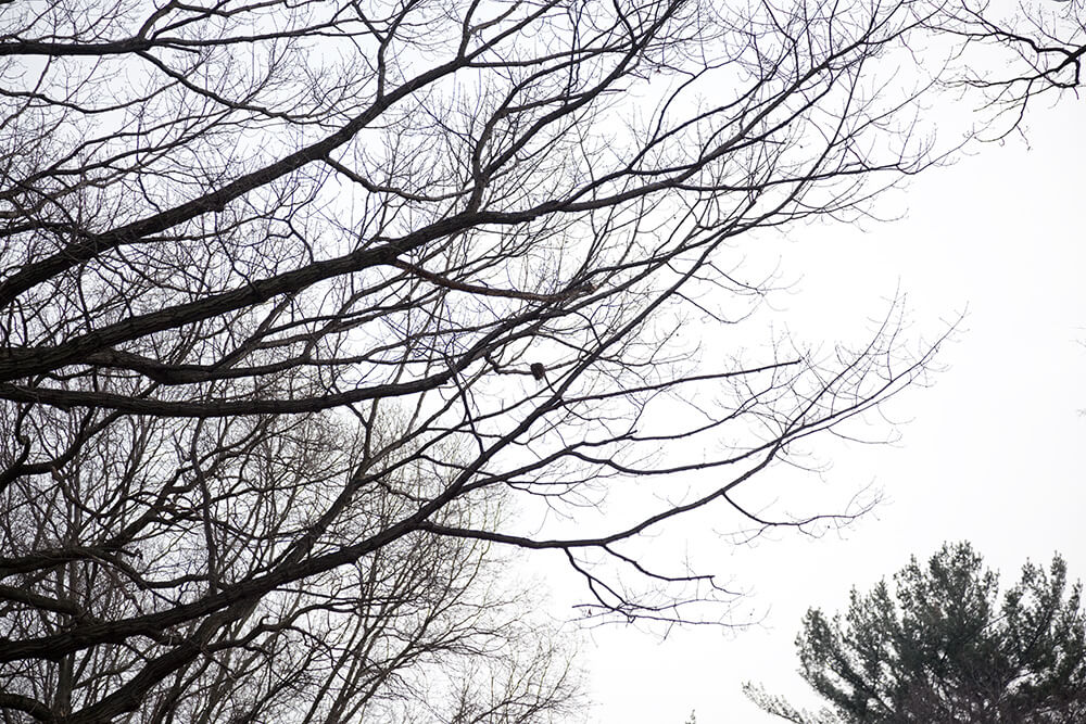 Nests - Jesse Meredith - Phases Magazine