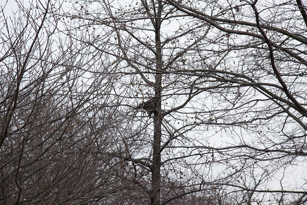 Nests - Jesse Meredith - Phases Magazine