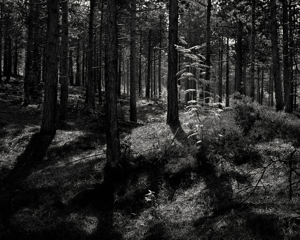 Rise & Fall - Mark Nettenbreijers - Phases Magazine