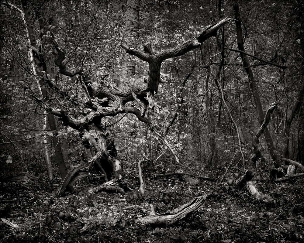 Rise & Fall - Mark Nettenbreijers - Phases Magazine