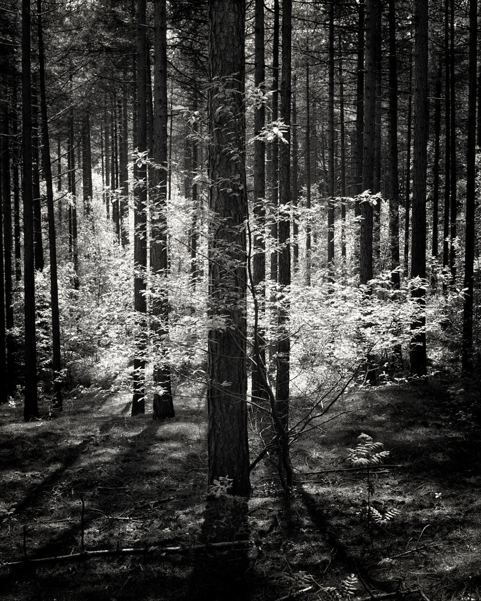 Rise & Fall - Mark Nettenbreijers - Phases Magazine